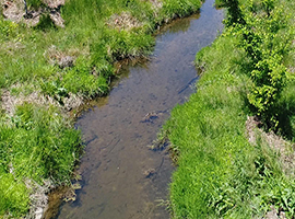 Burlington Arboretum