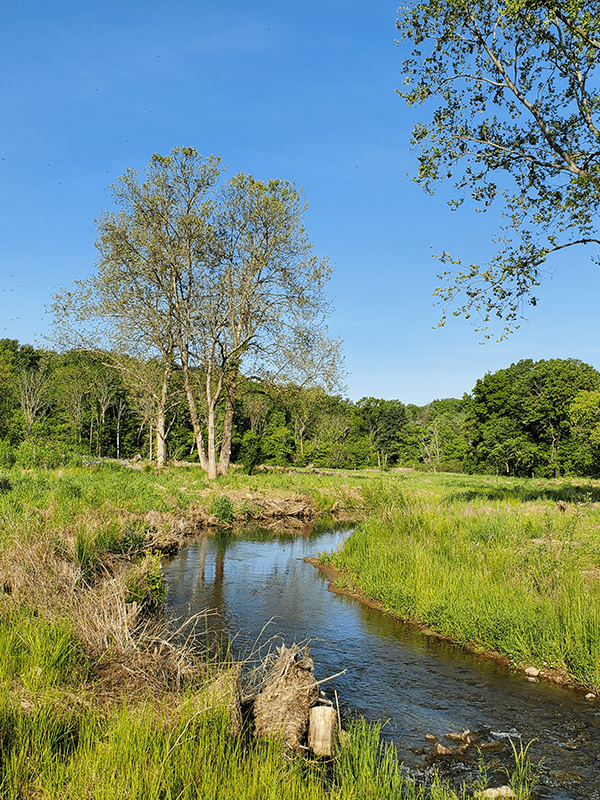 Bush Creek Project