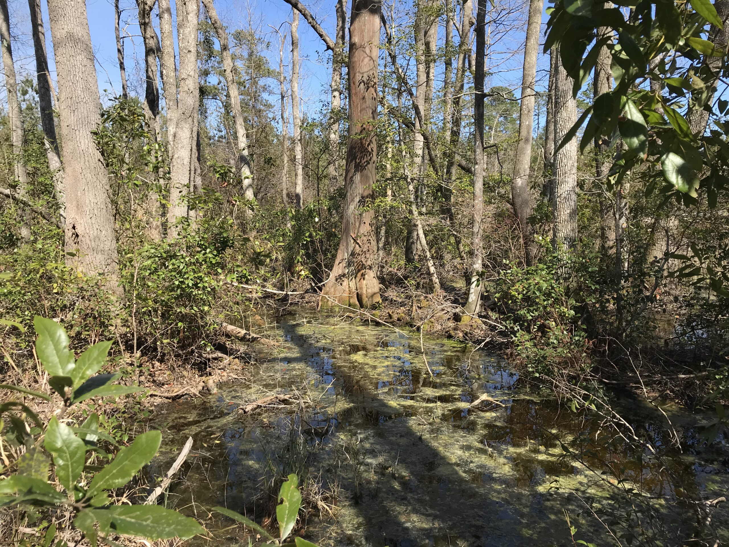 Remanent Natural Pond Cypress Area